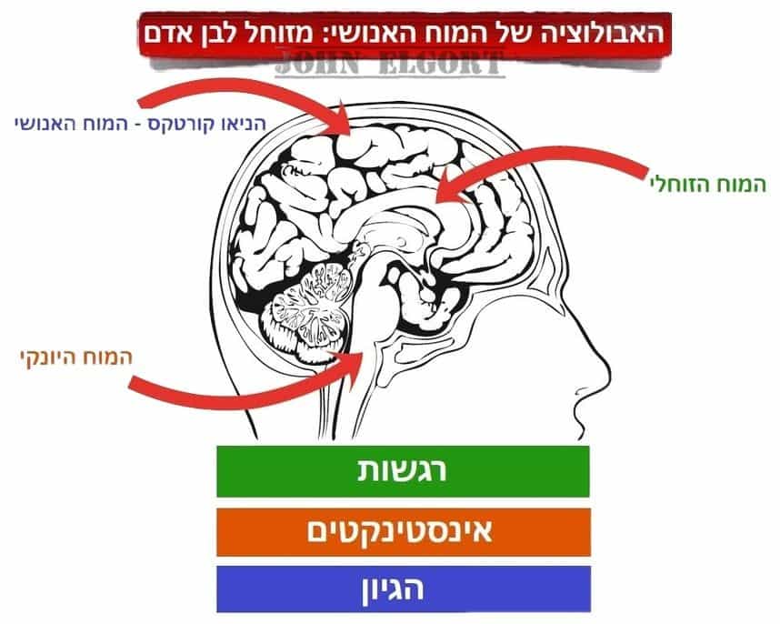 קורס קופירייטינג בשיטת NLP המוח הזוכלי המוח היונקי הניאו קורטקס פסיכולוגיה שיווק דיגיטלי